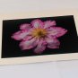 Clematis 2 - Original Fine Art Photograph Photocard