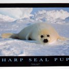 HARP SEAL PUP POSTER FROM 1995
