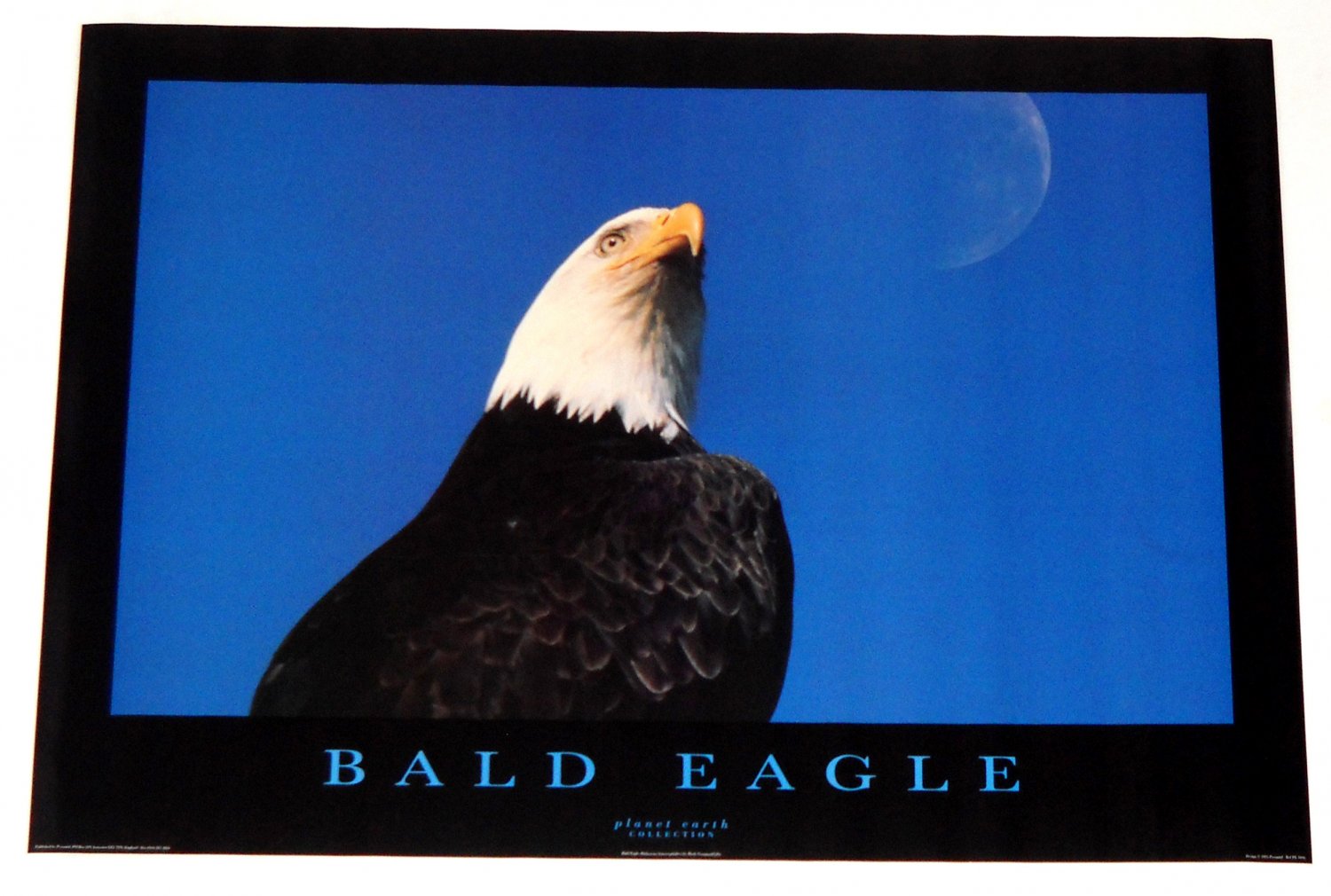 BALD EAGLE POSTER FROM 1995  24 BY 34 INCHES