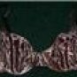 BNWT LEOPARD BRA SIZE 34B