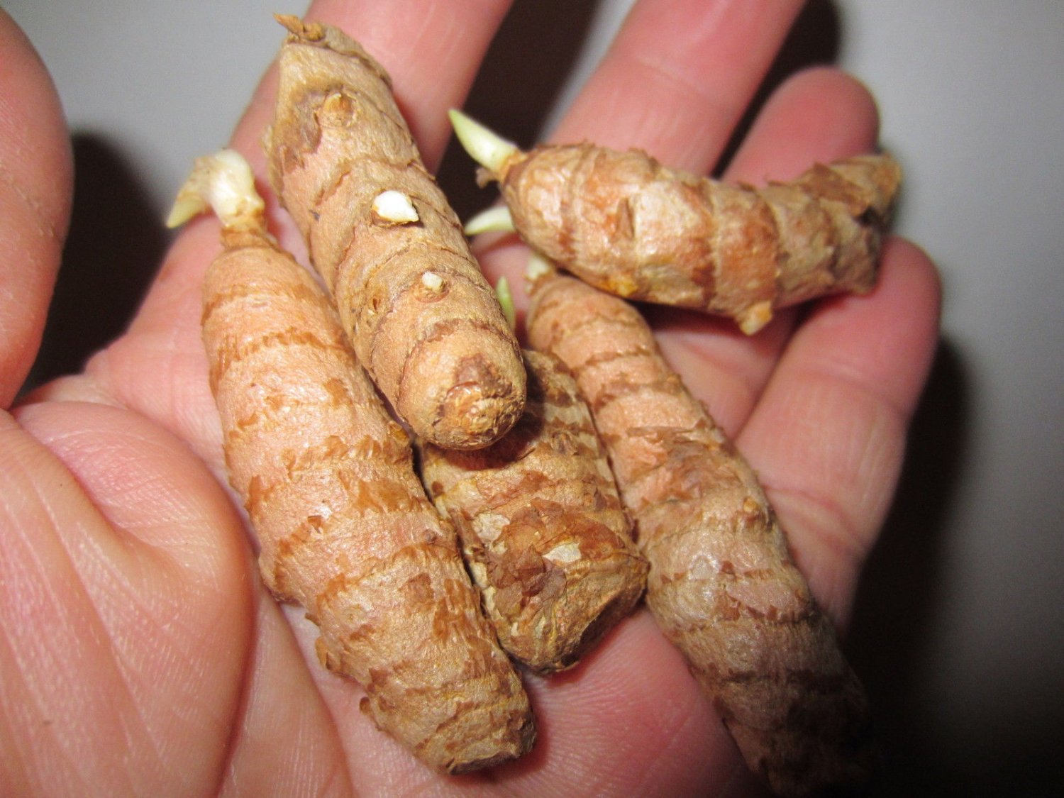 5xSMALL Turmeric RHIZOMES Herb Plant Culinary Curcuma Longa Curcumin Spice