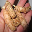5xSMALL Turmeric RHIZOMES Herb Plant Culinary Curcuma Longa Curcumin Spice