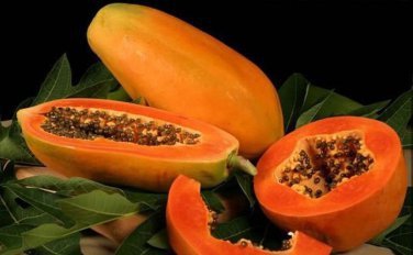 20 SEEDS FRESH BIG PAPAYA LOW SUGAR FOR DIET TROPICAL FRUIT SUPER JUMBO NON GMO