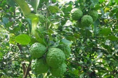 10 SEEDS THAI KAFFIR LIME SEEDS,LEECH LIME FLOWER FRESH AND VIABLE FROM MY GARDEN