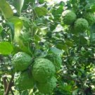 10 SEEDS THAI KAFFIR LIME SEEDS,LEECH LIME FLOWER FRESH AND VIABLE FROM MY GARDEN