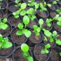 10 SEEDS THAI KAFFIR LIME SEEDS,LEECH LIME FLOWER FRESH AND VIABLE FROM MY GARDEN
