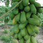 20 SEEDS FRESH BIG PAPAYA LOW SUGAR FOR DIET TROPICAL FRUIT SUPER JUMBO NON GMO