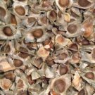100 Organic MORINGA OLEIFERA Seeds for Asthma Cancer Diabetes Arthritis headache