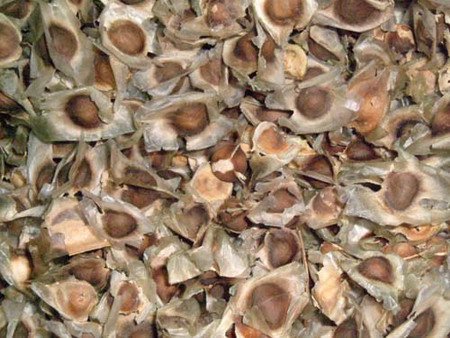200 Organic MORINGA OLEIFERA Seeds for Asthma Cancer Diabetes Arthritis headache