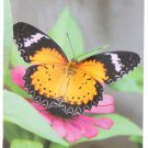 2016-2017 2 Year Monthly Planner - Butterflies