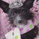 2016-2017 Two Year Monthly Pocket Planner - Diva Dogs