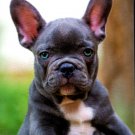 Puppies 2023 - 2024 2 Year Pocket Planner / Inspirations Calendar