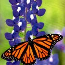 Butterflies 2023 - 2024 2 Year Pocket Planner / Inspirations Calendar