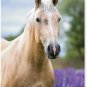 2024-2025 Value Pocket Calendar for Planning, Scheduling, and Organizing (Horses)
