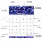2026 Wall Calendar Spiral-bound Twin-Wire Binding - 12 Months Planner 8.5" x 11" - (Flowers 04)