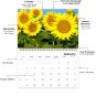 2026 Spiral-bound Wall Calendar (Sunflowers) - 12 Months Desktop / Wall Calendar/ Planner
