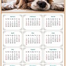 2026 Peel & Stick Calendar - Today is my Lucky Day Removable - Dogs 01 (12"x 8") 2026 Peel & Stick Calendar - Today is my Lucky Day Removable - Dogs 01 (12"x 8")