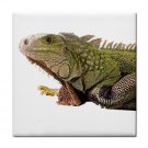 Iguana Lizard Reptile Pet Lover Tile Coaster 12239832