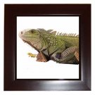 Iguana Lizard Reptile Pet Lover Framed Tile Picture 12239833