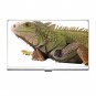 Iguana Lizard Reptile Pet Lover Business Card Holder Case 12239863