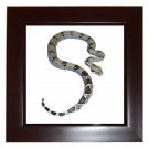 Boa Pet Lover Framed Tile Picture 12240315