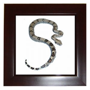 Boa Pet Lover Framed Tile Picture 12240315