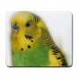 Parakeet Bird  Pet Lover  Large Mousepad 16302692