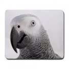 AFRICAN GREY Bird  Pet Lover  Large Mousepad 17476840