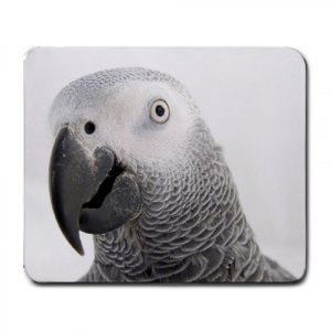 AFRICAN GREY Bird  Pet Lover  Large Mousepad 17476840
