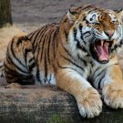 TIGER Wild Nature Collection High Quality METALLIC Finish Photo Print 8x10 Nr 24