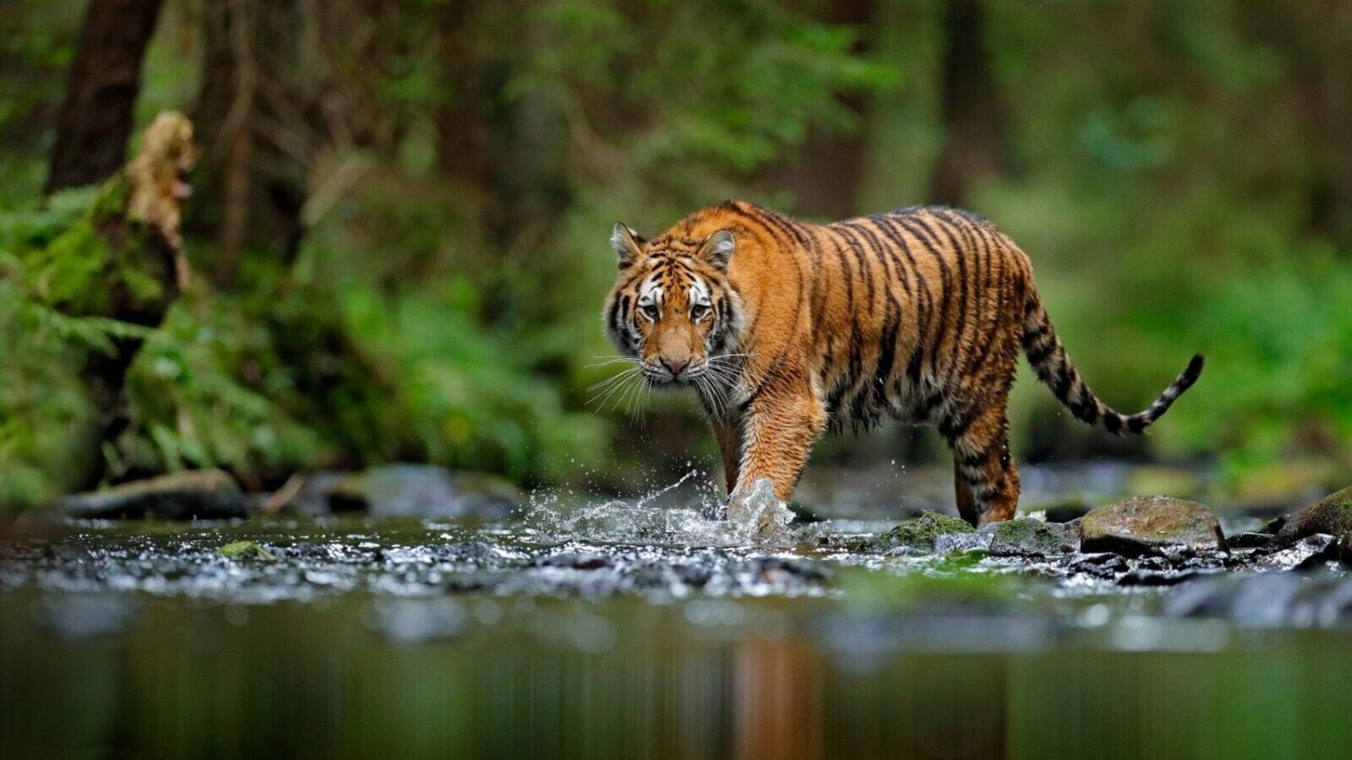 TIGER Wild Nature Collection High Quality METALLIC Finish Photo Print 8x10 Nr 28