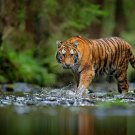TIGER Wild Nature Collection High Quality METALLIC Finish Photo Print 8x10 Nr 28 TIGER Wild Nature Collection High Quality METALLIC Finish Photo Print 8x10 Nr 28