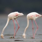 Breathtaking Amazing Ultra High Definition Poster 20x30 - ANIMAL WORLD 148 Breathtaking Amazing Ultra High Definition Poster 20x30 - ANIMAL WORLD 148