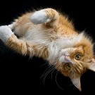 Breathtaking Amazing Ultra High Definition Poster 20x30 - ANIMAL WORLD 149 Breathtaking Amazing Ultra High Definition Poster 20x30 - ANIMAL WORLD 149