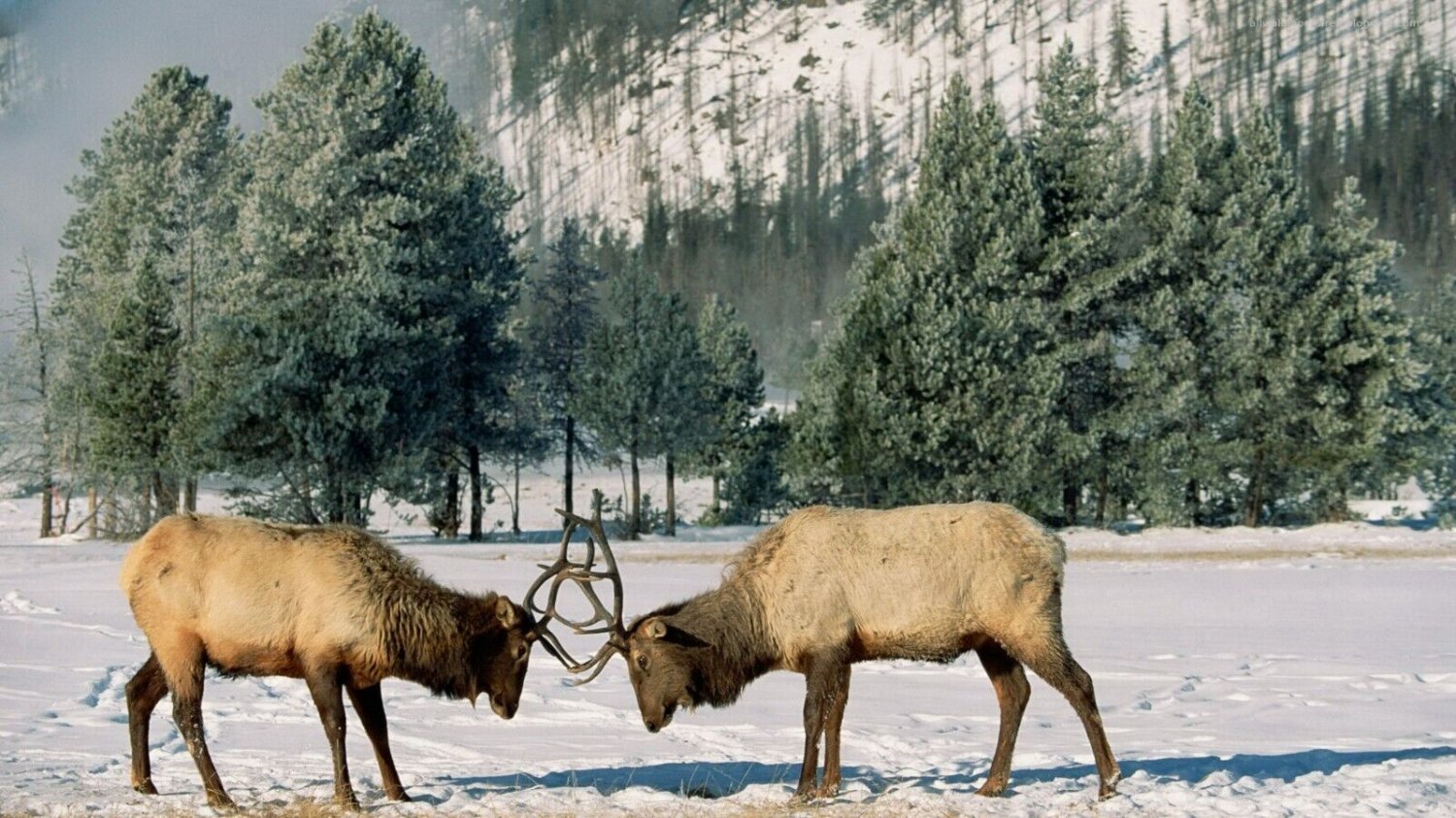 Breathtaking Amazing Ultra High Definition Poster 20x30 - ANIMAL WORLD 151