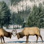 Breathtaking Amazing Ultra High Definition Poster 20x30 - ANIMAL WORLD 151