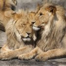 Lion METALLIC FINISH 3D effect POSTER 20x30 Original Limited Edition # 105 Lion METALLIC FINISH 3D effect POSTER 20x30 Original Limited Edition # 105