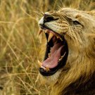 Lion METALLIC FINISH 3D effect POSTER 20x30 Original Limited Edition # 111