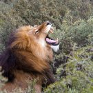 Lion METALLIC FINISH 3D effect POSTER 20x30 Original Limited Edition # 119