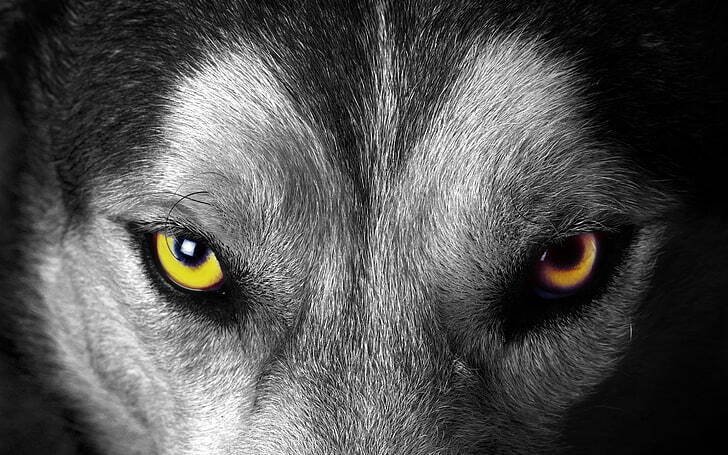 Wolf Glossy FINISH Popular PHOTO PRINT 8x10 ORIGINAL Limited Edition# 6