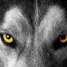 Wolf Glossy FINISH Popular PHOTO PRINT 8x10 ORIGINAL Limited Edition# 6