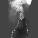 Wolf Glossy FINISH Popular PHOTO PRINT 8x10 ORIGINAL Limited Edition# 5 Wolf Glossy FINISH Popular PHOTO PRINT 8x10 ORIGINAL Limited Edition# 5