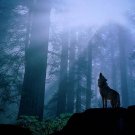 Wolf Glossy FINISH Popular PHOTO PRINT 8x10 ORIGINAL Limited Edition# 2 Wolf Glossy FINISH Popular PHOTO PRINT 8x10 ORIGINAL Limited Edition# 2