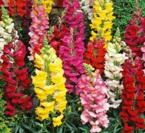 SNAPDRAGON FLOWER SEEDS 2000+ beautiful TALL MIXED COLORS GARDEN