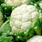 CAULIFLOWER SEEDS 300+ SNOWBALL Y IMPROVED vegetables CULINARY