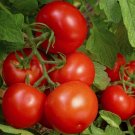 BONNY BEST TOMATO SEEDS 100+ INDETERMINATE GARDEN vegetables SAUCE