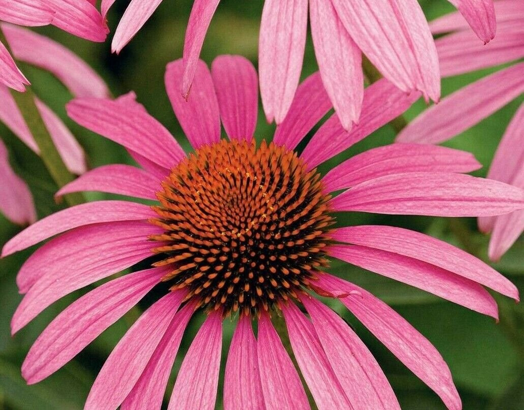 purple coneflower picture purple coneflower picture