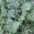 RED RUSSIAN KALE SEEDS 300+ healthy VEGETABLE greens SURVIVAL
