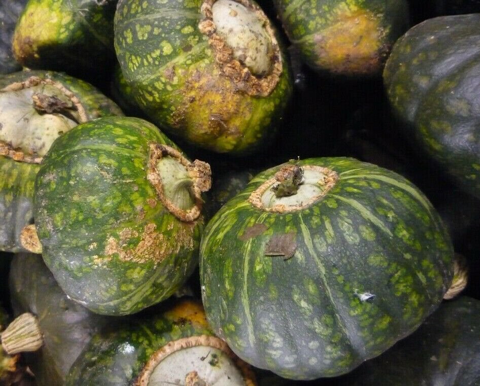 BUTTERCUP SQUASH SEEDS 15+ WINTER SQUASH Vegetable GARDEN culinary