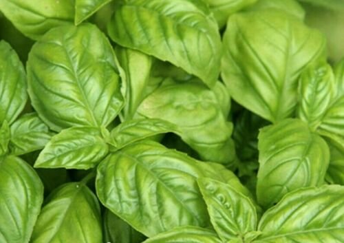 BASIL SEEDS 300+ ITALIAN LARGE LEAF Herb Garden CULINARY cooking